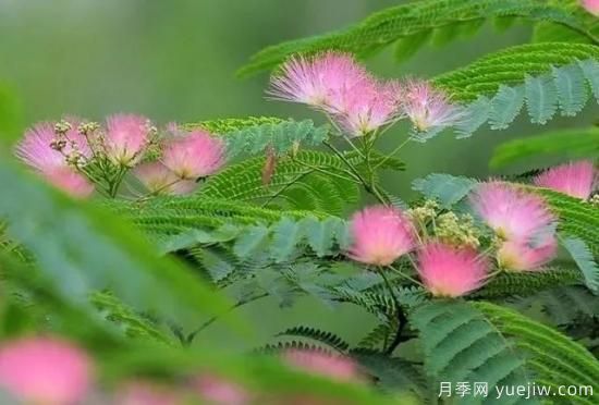 適合我國西部和北部地區的綠化種植的苗木推薦(圖9)