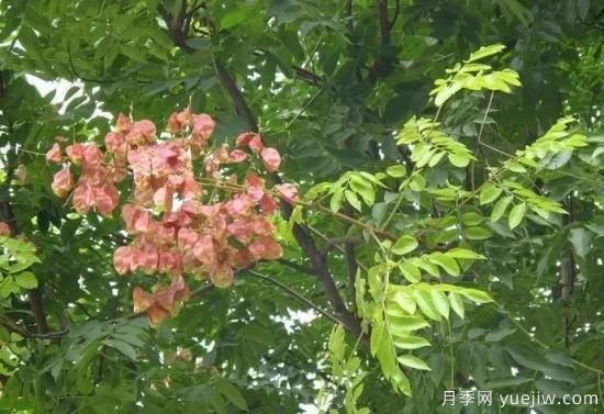 適合我國西部和北部地區的綠化種植的苗木推薦(圖10)
