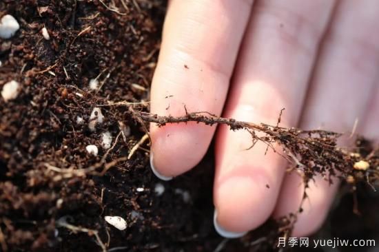 耐寒性，你家月季抗不抗凍？月季如何過(guò)冬(圖11)