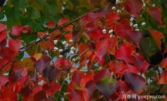 適合我國西部和北部地區的綠化種植的苗木推薦(圖12)