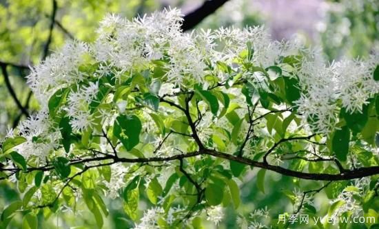 適合我國西部和北部地區的綠化種植的苗木推薦(圖11)