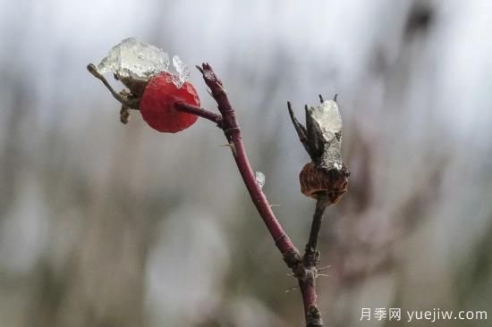 耐寒性，你家月季抗不抗凍？月季如何過(guò)冬(圖12)