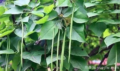 適合我國西部和北部地區的綠化種植的苗木推薦(圖13)
