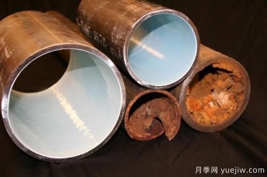 耐寒性，你家月季抗不抗凍？月季如何過(guò)冬(圖13)