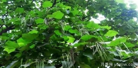 適合我國西部和北部地區的綠化種植的苗木推薦(圖14)