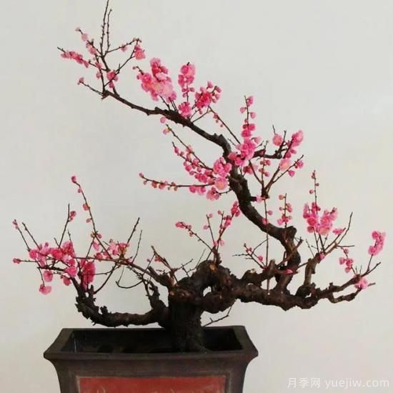 盆栽梅花怎樣施肥與澆水？梅花常見(jiàn)蟲(chóng)害的防治(圖1)