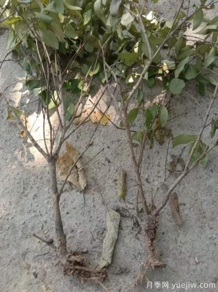 女貞爛根是什么原因造成的？如何挽救？(圖1)