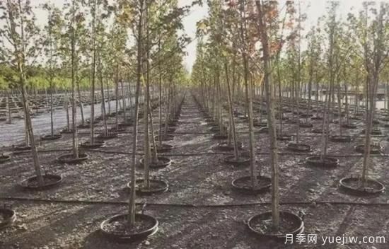 容器苗怎么固定才能防止傾倒？(圖6)