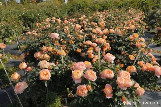 初冬月季花苞打不開(kāi)，可能是這些原因，有什么應對措施(圖1)