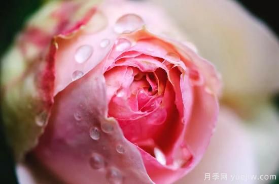 初冬月季花苞打不開(kāi)，可能是這些原因，有什么應對措施(圖2)