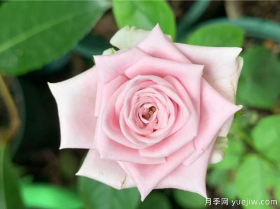 玫瑰、月季、薔薇如何區別？3個(gè)方法很簡(jiǎn)單(圖1)