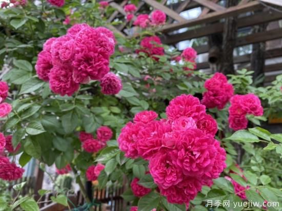 玫瑰、月季、薔薇如何區別？3個(gè)方法很簡(jiǎn)單(圖2)