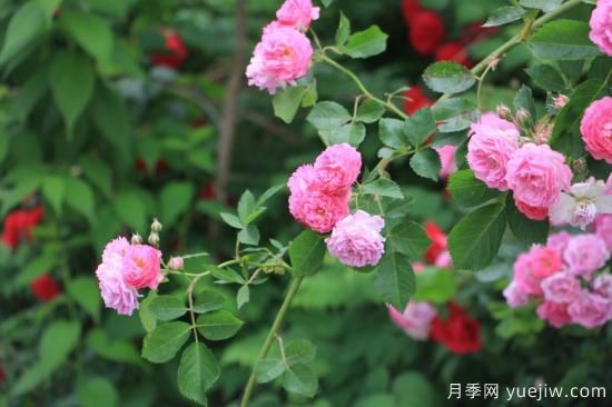 玫瑰、月季、薔薇如何區別？3個(gè)方法很簡(jiǎn)單(圖3)
