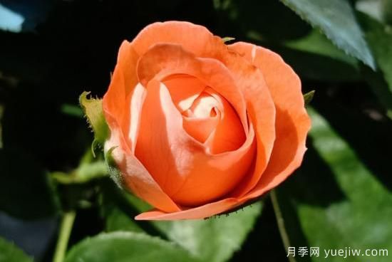 玫瑰、月季、薔薇如何區別？3個(gè)方法很簡(jiǎn)單(圖4)