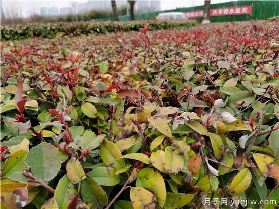 園林植物怎么合理用好防凍液？(圖1)