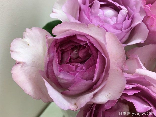 伊芙草莓樹(shù)月季的優(yōu)缺點(diǎn)是什么？(圖1)