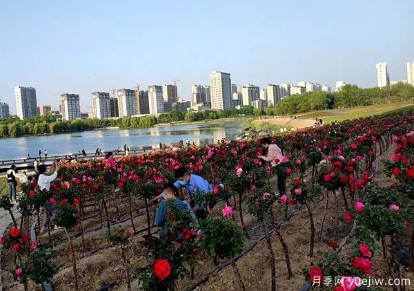濰坊昌樂(lè )：西湖月季盛放期，五一假期花海來(lái)襲(圖2)