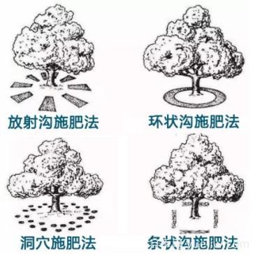 花卉苗木秋季土埋有機肥有哪幾種方法？(圖1)