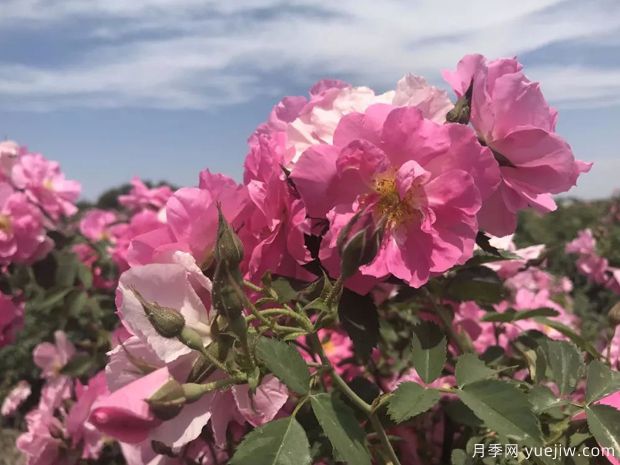 烏魯木齊玫瑰市花文化和月季景觀(guān)(圖1)