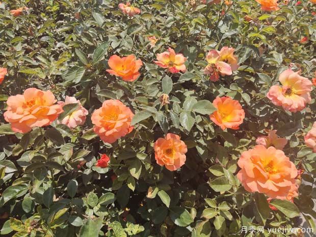 月季花的養護守則(圖1)