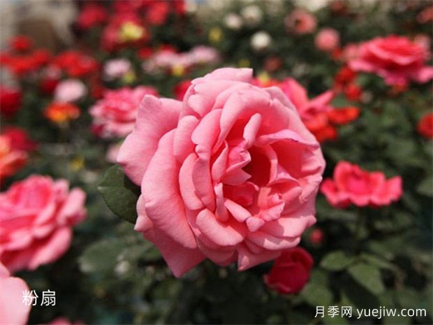 大神養月季沒(méi)有不踩的6個(gè)月季坑，你經(jīng)歷幾個(gè)？(圖1)