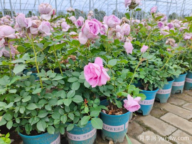 剛買(mǎi)的月季花怎么養護？新買(mǎi)的月季花養護指南(圖1)