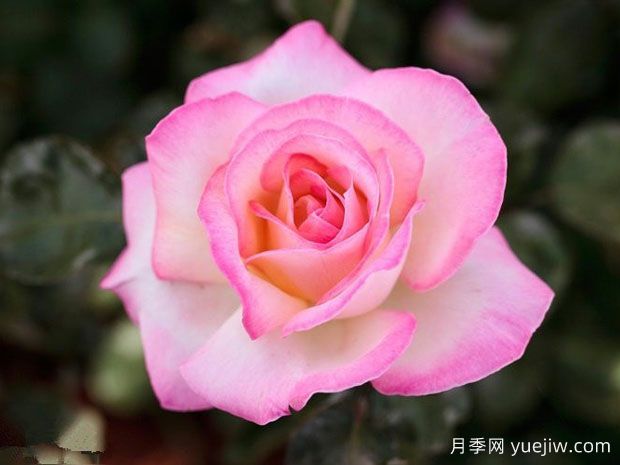 世界***好看的十大月季花品種，有龍沙寶石、彩云、果汁陽(yáng)臺(圖3)