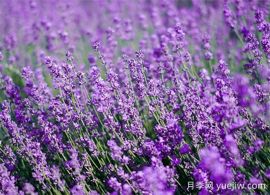 薰衣草養護全攻略：避開(kāi)4大禁忌，打造香氣四溢的花園(圖1)