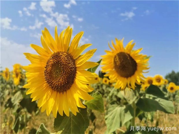 十種夏季開(kāi)花植物(圖1)