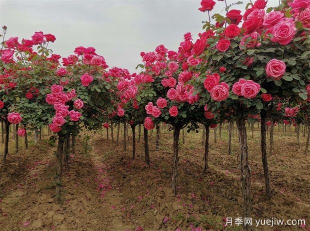 雙色月季樹(shù)價(jià)格多少錢(qián)一棵？南陽(yáng)哪里有賣(mài)的？(圖2)