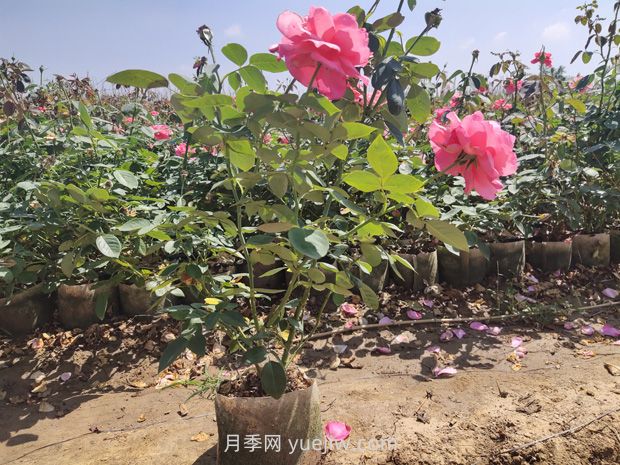大花月季大袋苗培育怎么做？一起來(lái)看看(圖2)