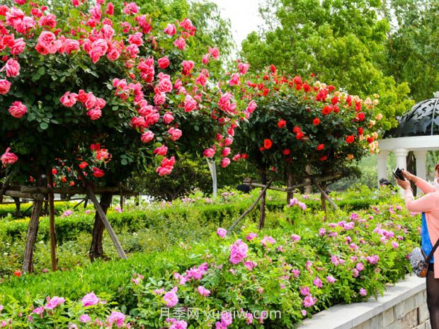 堅韌不屈的月季，幾十個(gè)城市的市花(圖3)