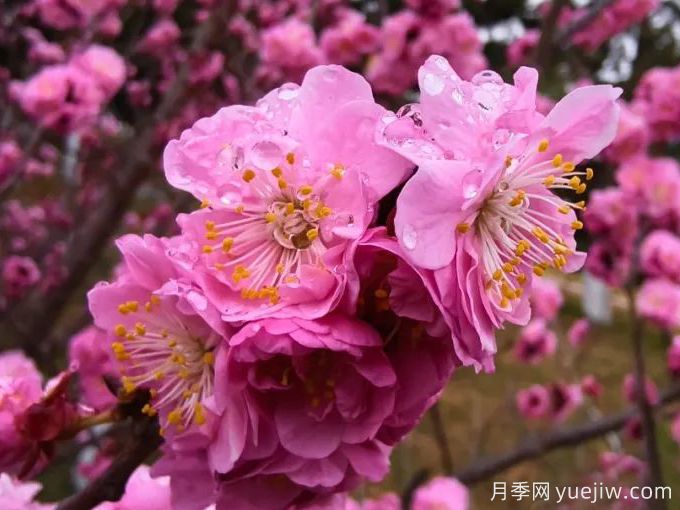 冬季里***耐寒的15種花卉，***耐寒的花推薦(圖1)