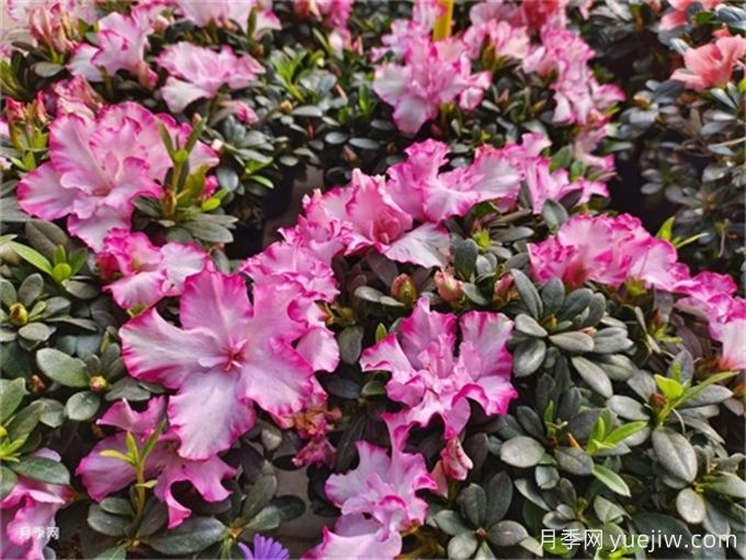 冬季里***耐寒的15種花卉，***耐寒的花推薦(圖3)