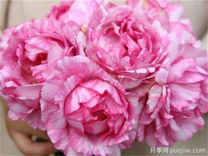推薦11個(gè)香味濃郁的月季品種，開(kāi)花令人陶醉(圖2)