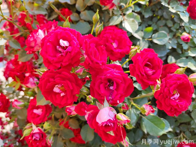 夏季月季花越開(kāi)越小怎么辦？(圖1)