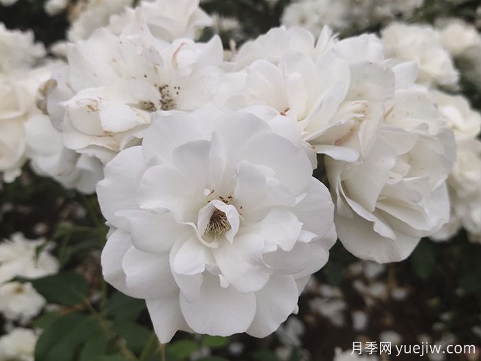 7種顏色的月季花，搞怪花語(yǔ)分別是什么？(圖2)