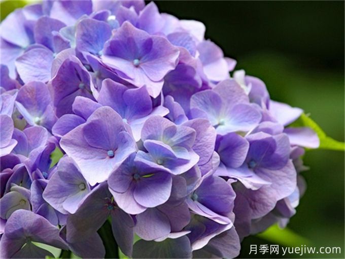盤(pán)點(diǎn)7個(gè)超級好看的繡球花品種(圖1)