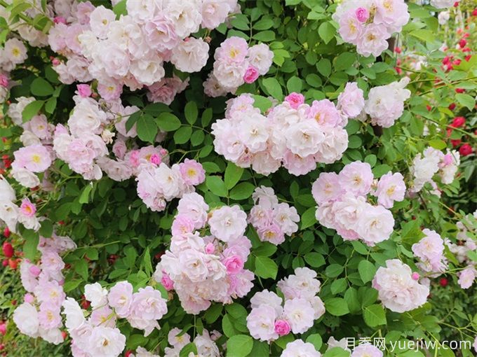 秋季薔薇花該如何養護？(圖1)