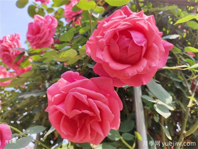 大花月季的種植方法和注意環(huán)節(圖1)