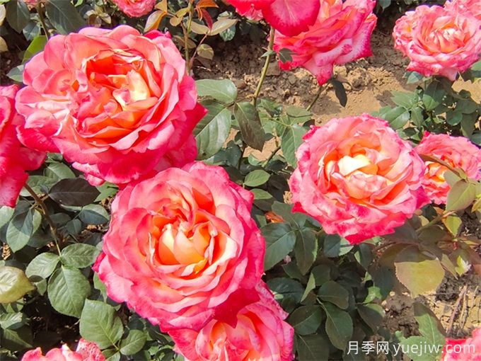 大花月季的種植方法和注意環(huán)節(圖2)