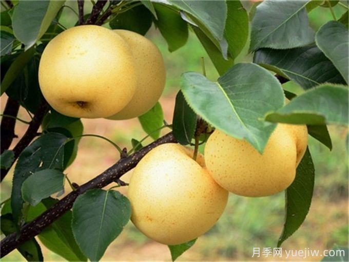 10種適合庭院種植的果樹(shù)，實(shí)現水果自由(圖1)