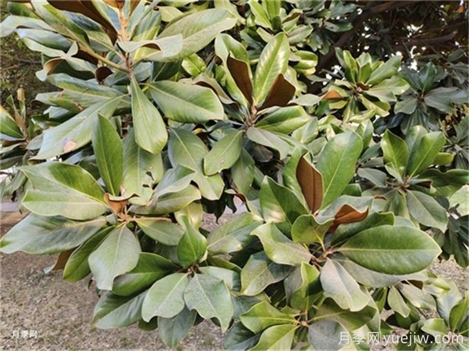 廣玉蘭簡(jiǎn)介，廣玉蘭應用和養護(圖2)