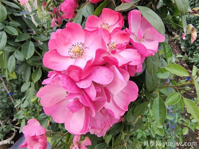 月季熬不過(guò)夏天，夏季月季如何養護？(圖2)