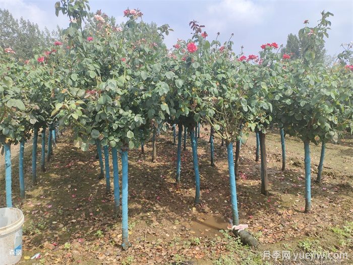 寒冷的冬季怎么正確養護月季花？(圖1)