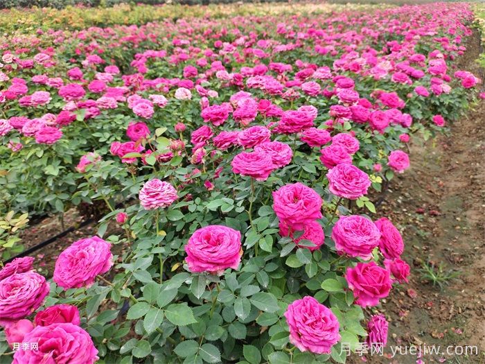 月季花開(kāi)，南陽(yáng)月季在園林綠化的場(chǎng)景展示(圖4)