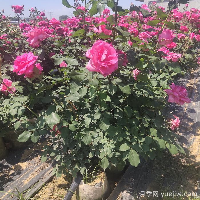 月季栽植的具體步驟有哪些？(圖1)