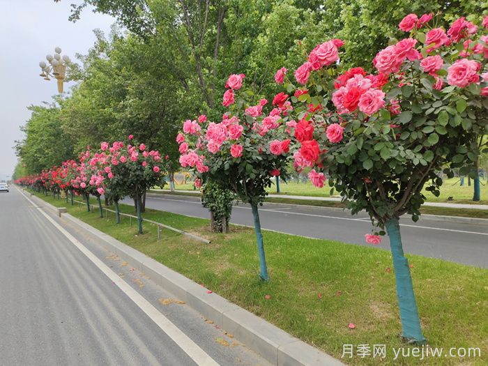 月季樹(shù)移栽別太深，該如何補救？(圖1)