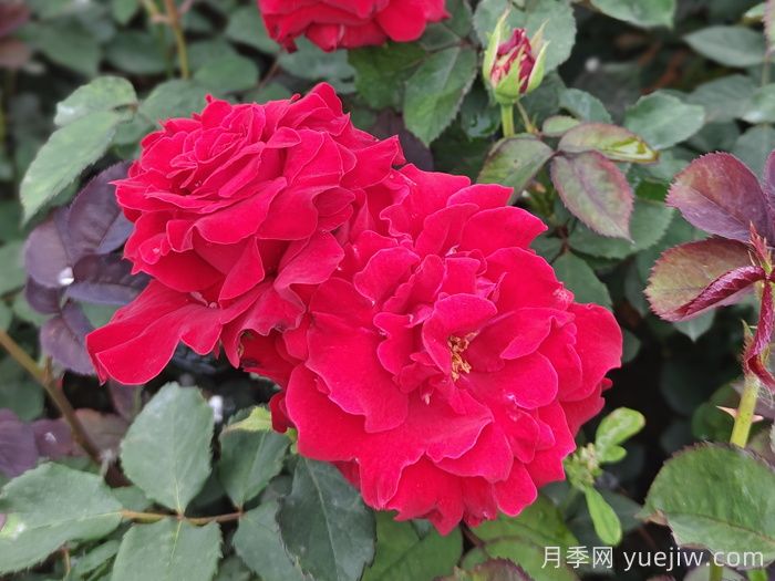 月季、玫瑰與薔薇，究竟誰(shuí)是源頭？(圖2)