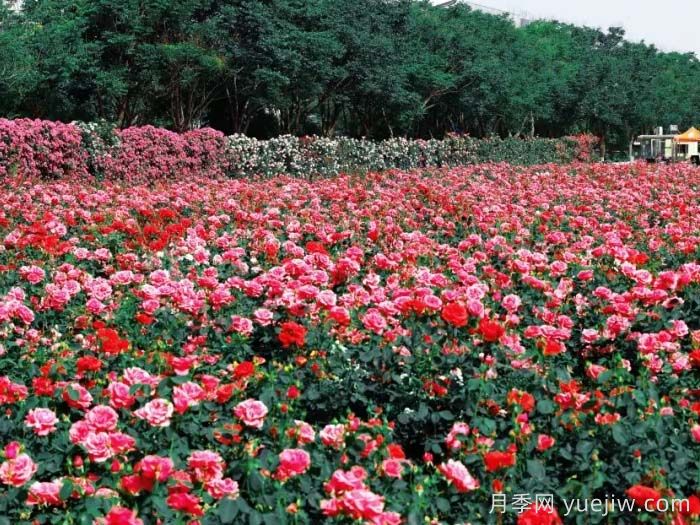 月季名園：西安西咸新區云間花境(圖2)